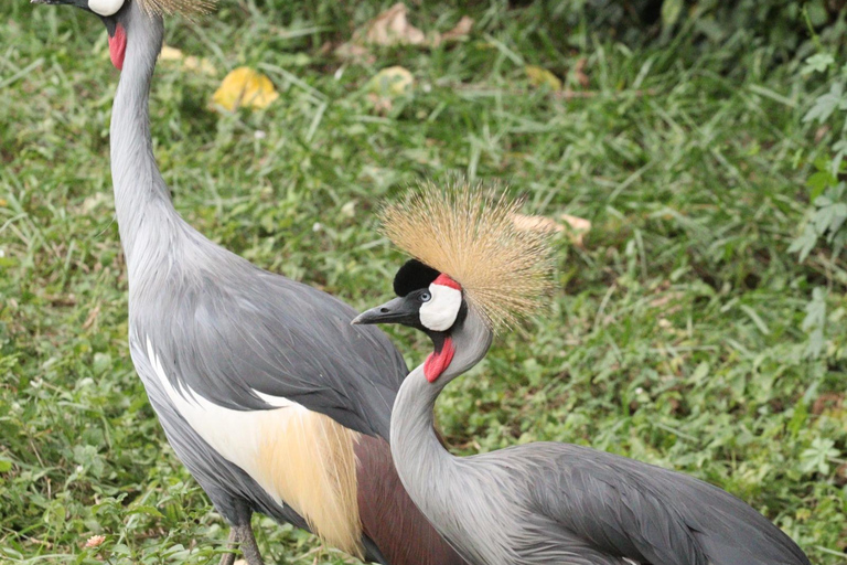 Kigali : excursion d'observation des oiseaux avec déjeuner et transferts