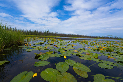 Visite d&#039;une jounée du cercle arctique