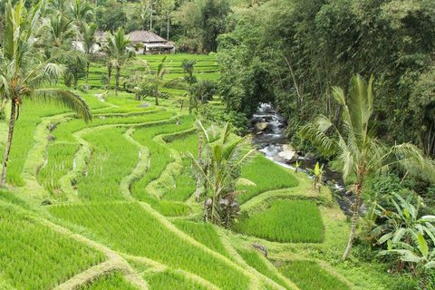 Jatiluwih : Trekking, cyclisme et cours de cuisine à JatiluwihLe cours de cuisine à Jatiluwih comprend