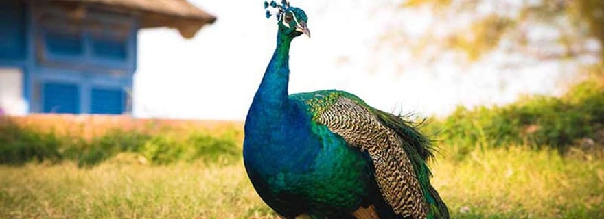 Zanzibar : visite de l'île-prison, Nakupenda avec barbecue et Stone Town