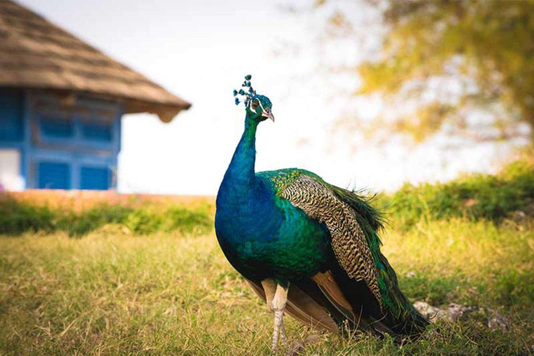 桑给巴尔：监狱岛、纳库彭达海滩烧烤和石镇之旅私人定制行程，含酒店接送及午餐，不含景点门票