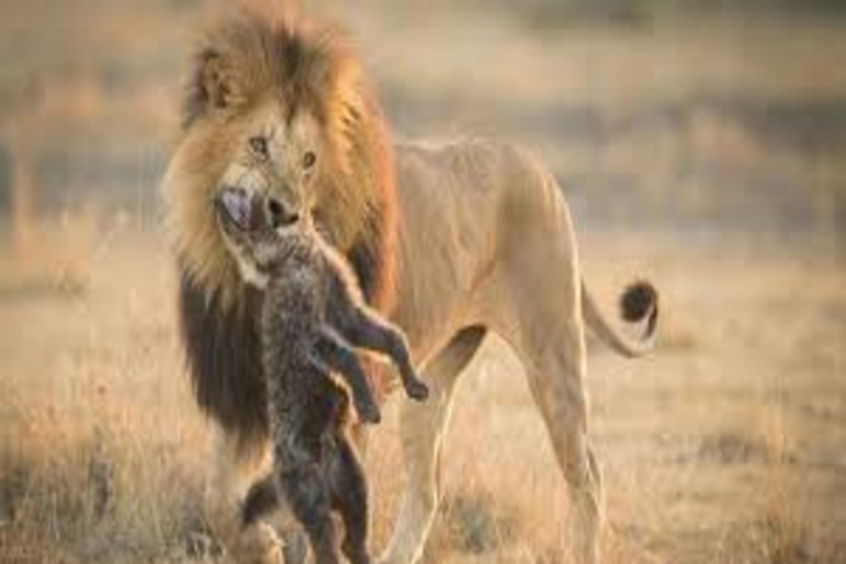 Nairobi : Safari de 3 jours en camping dans le parc national d&#039;AmboseliNairobi : 3 jours de safari en camping dans le parc national d&#039;Amboseli