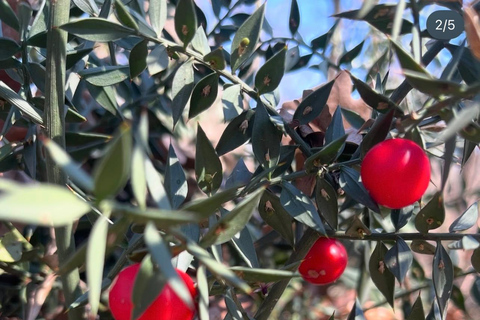 哈尼伊克罗西特野生水果采摘体验哈尼·伊·克罗西特野生水果采摘体验