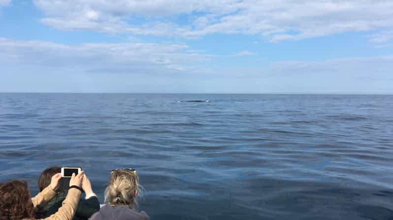 Da Cala Gonone Escursione Naturalistica Su Un Rib Getyourguide