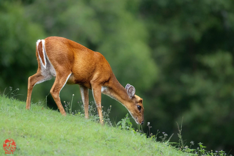from Bangkok: 3-Day Khao Yai National Park Guided Tour Private: Hotel in Central Bangkok/Suvarnabhumi/Don Mueang