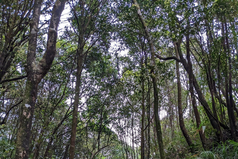 Vandringstur till nationalparken Bach Ma: Hoi An / Da Nang / Hue