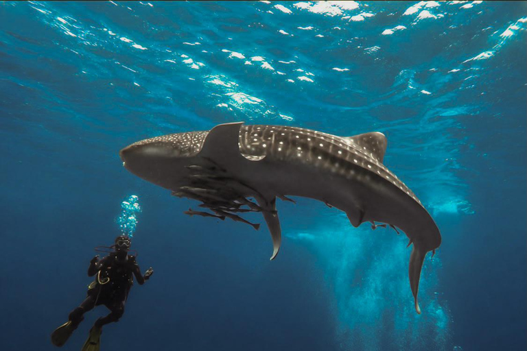Scuba Diving in Muscat