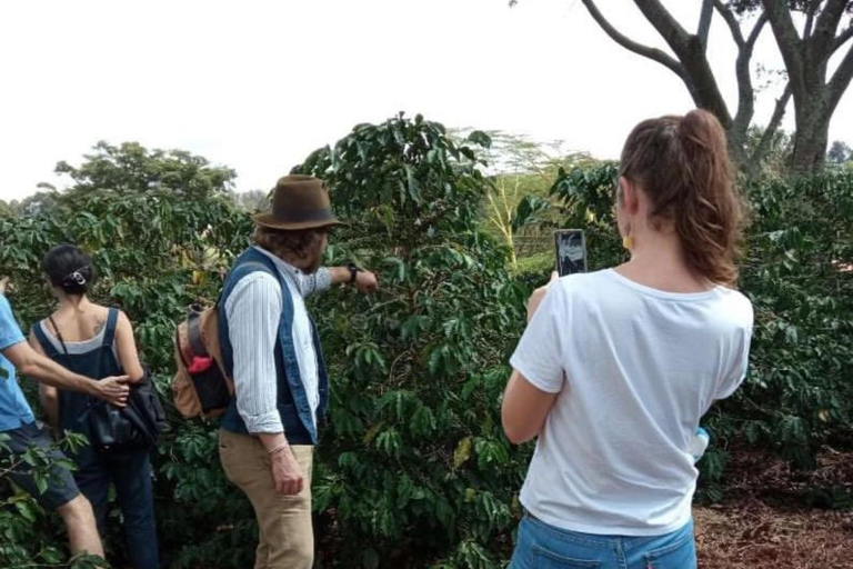 Nairobi: Coffee Farm Tour with Tasting and Transfers