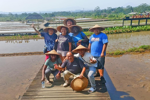 Jakarta Bogor Botanisk trädgård, risterrass och vattenfall