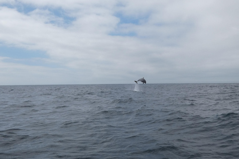 Dolphin Watching in Arrábida Natural Park