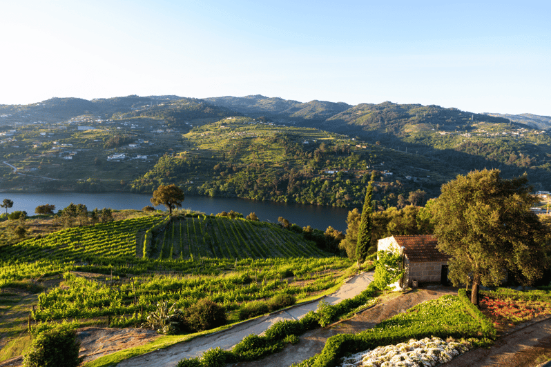 Porto Vintur I Douro Dalen Med Frokost Og Guidet Krydstogt P Floden