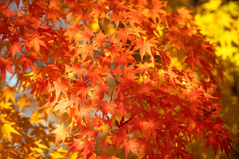 Osaka : Visite guidée du temple Katsuo-ji (Feuilles d&#039;automne)