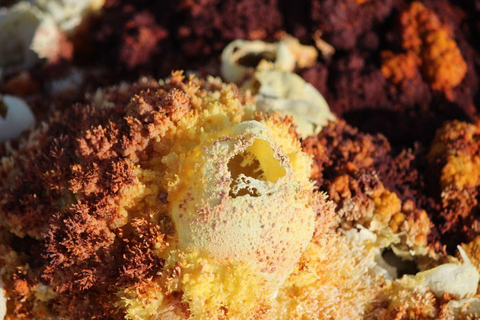 5-Days Afar and Awash National Park Tour