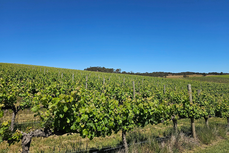 McLaren Vale and Historic Hahndorf Wine Tour