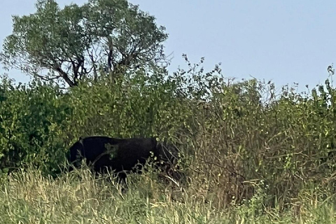 Mombasa: Tsavo East Early-Access Safari & Game Drives