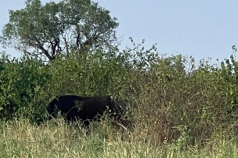 Mombasa: Tsavo East Early-Access Safari & Game Drives