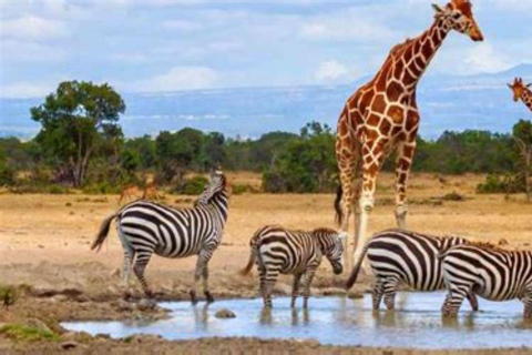 From Nairobi: Ol Pejeta Conservancy Day Trip with Game Drive