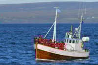 Húsavík, passeio de barco a baleia - Housity