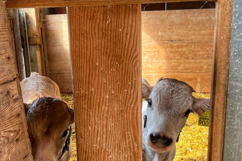 Luzern: Boerderijrondleiding en kaasproeverij