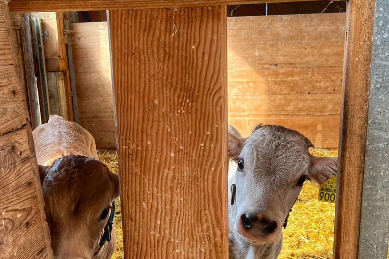 Luzern: Farm Tour und Käseverkostung