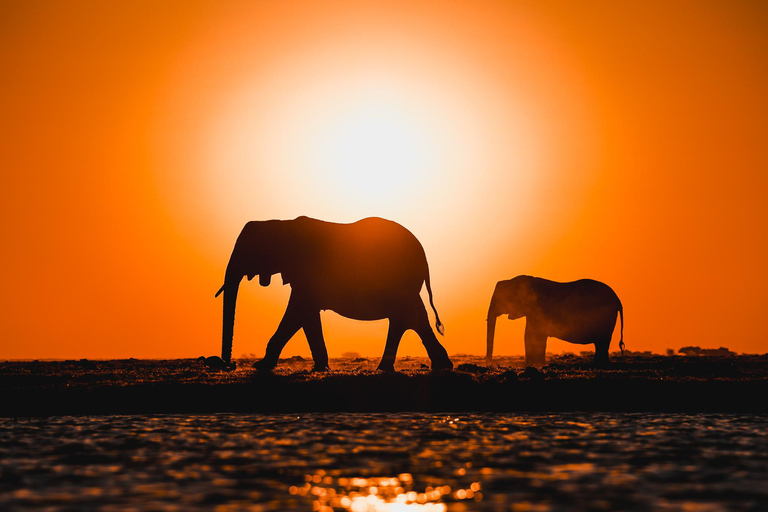 Chobe River Private 3 Hour Boat Safari