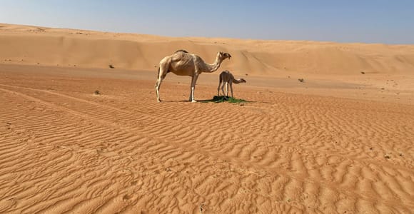 From Muscat: Wahiba Sands Sunset with Desert Camp Dinner