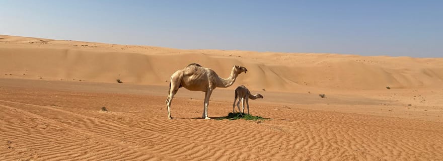 Au départ de Mascate : coucher de soleil sur les sables de Wahiba et dîner au camp du désert