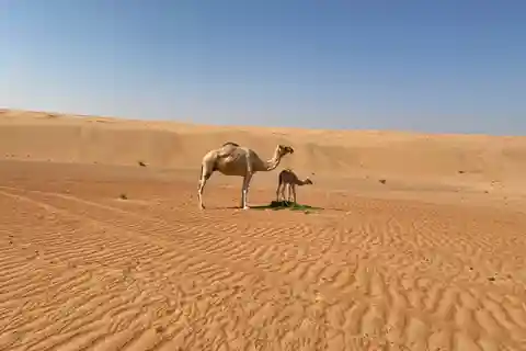 Da Muscat: Tramonto sulle sabbie di Wahiba con cena nel campo deserto