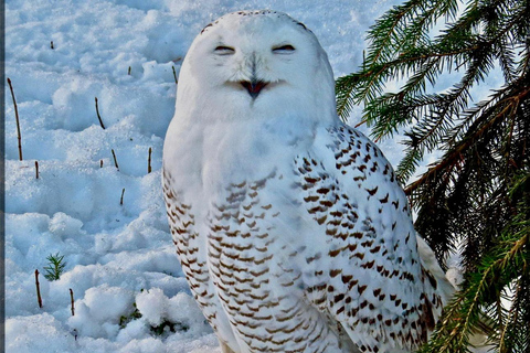 Rovaniemi: Ranua’s Wildlife Park Ticket with Transportation