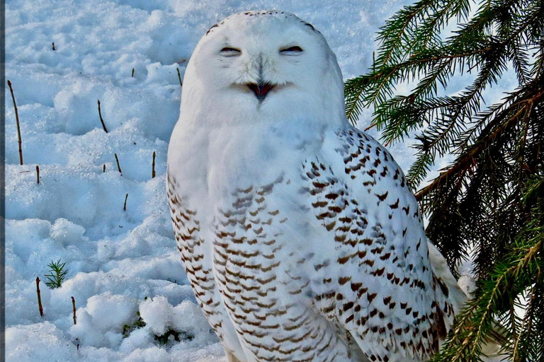 Rovaniemi: Ranua’s Wildlife Park Ticket with Transportation