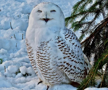 Rovaniemi: Ranua’s Wildlife Park Ticket with Transportation