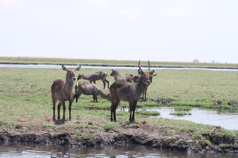 Victoria Falls: Safari game drive tour 3 hours