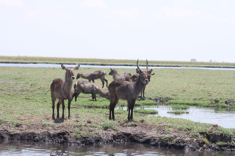 Victoria Falls: Safari game drive tour 3 hours