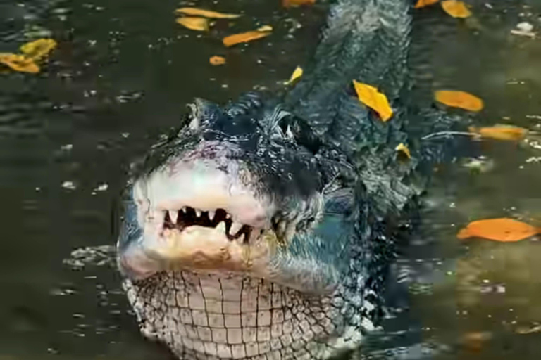 Private Tour in Manaus: Science Forest and Amazonas Theater