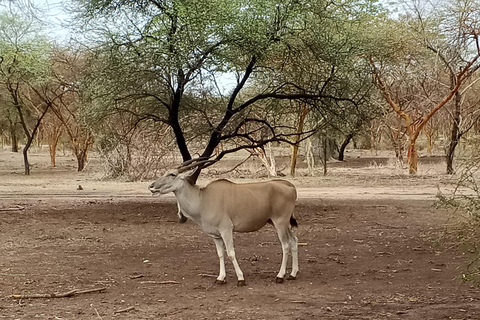 From Dakar: Bandia Reserve Safari and Pink Lake Tour