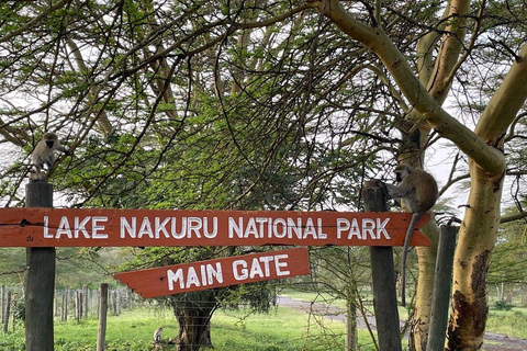 Viagem de 1 dia ao Parque Nacional do Lago Nakuru a partir de Nairobi