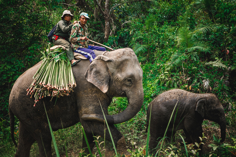 Chitwan:2 Nächte 3 Tage Dschungel Safari Abenteuer Tour2 Nächte 3 Tage Chitwan Dschungel Safari Abenteuer Touren