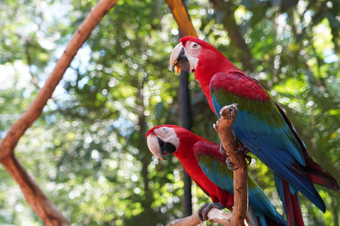 شلالات إجواسو الجانب البرازيلي، وحديقة الطيور وجولة بطائرة هليكوبترمن فوز دو إيغواسو