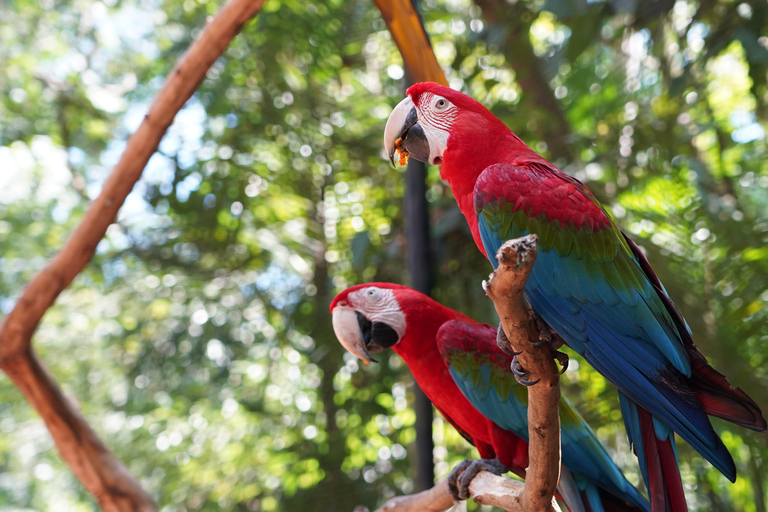 شلالات إجواسو الجانب البرازيلي، وحديقة الطيور وجولة بطائرة هليكوبترمن فوز دو إيغواسو