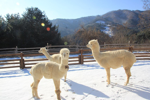 Da Seoul : Valle di Eobi, Isola di Nami, Mondo degli AlpacaPartenza dalla stazione universitaria di Hongik Uscita 4