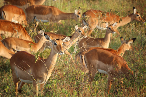 3-tägige klassische Serengeti-Mittelklasse-Safari ab Arusha