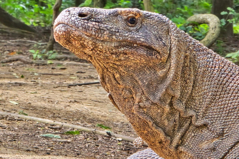 Labuan Bajo: Komodo National Park Private Speedboat Charter