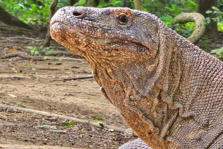 Labuan Bajo: Komodo National Park Private Speedboat Charter