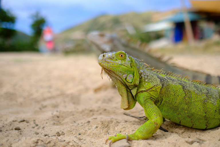 St Maarten: Bucket List Island Tour