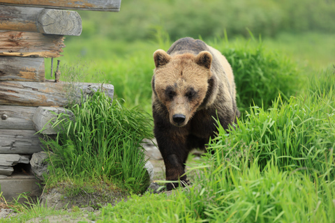 Seward to Anchorage Scenic Tour with Airport drop-off