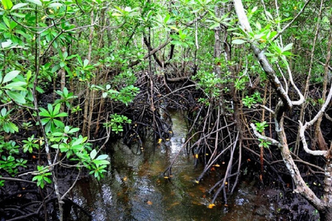 桑给巴尔：乔扎尼森林与香料农场之旅，含茶饮及接送服务桑给巴尔：乔扎尼森林与香料农场游，含茶饮及接送服务