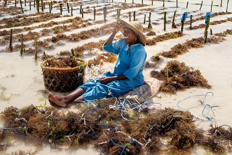 Zanzibar : excursion d&#039;une journée à Muyuni, Paje et au Seaweed Center