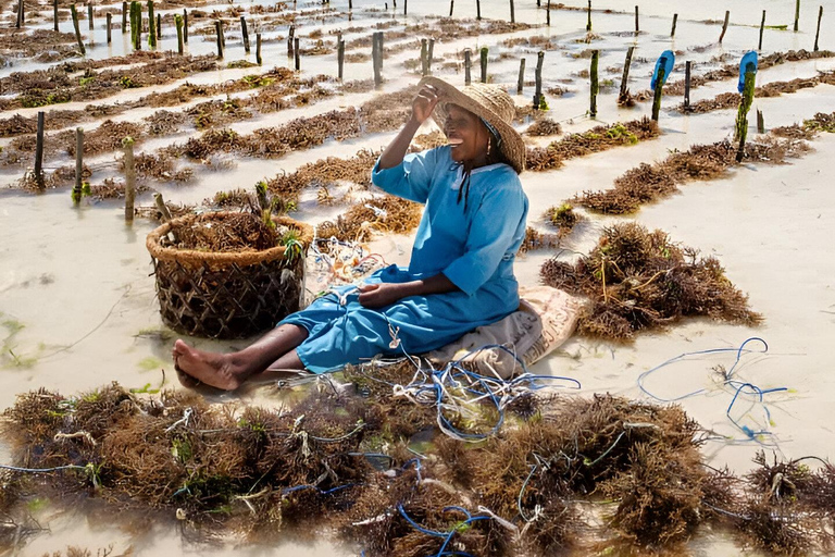 Zanzibar : excursion d&#039;une journée à Muyuni, Paje et au Seaweed Center