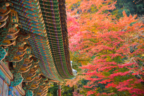 Busan: Naejangsan National Park Autumn Foliage One Day Tour Shared Naejangsan Tour, Meet at Haeundae Station