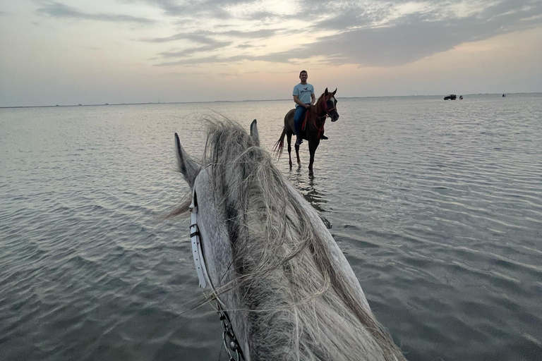 Horse Riding in Jeddah